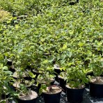 Hortenzia stromčekovitá (Hydrangea arborescens) ´CANDYBELLE® BUBBLEGUM´ - výška 30-50 cm, kont. C3L